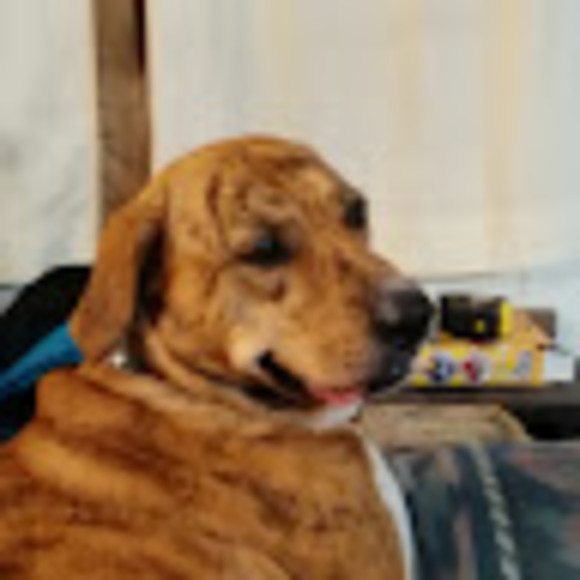 bndzook